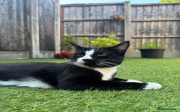 British Longhair cats for sale: Three kittens for sale  - Image 7
