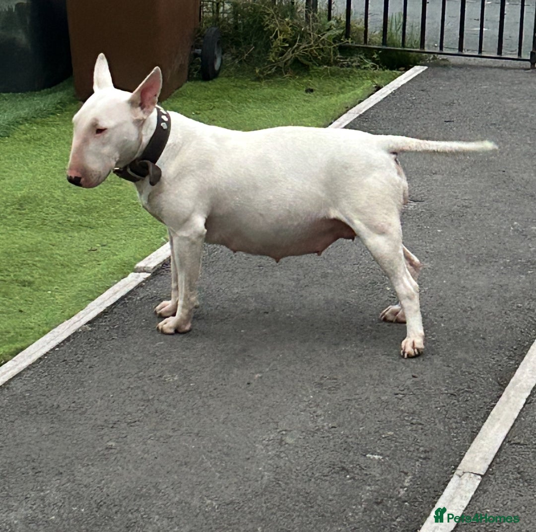 English Bull Terrier dogs for sale: Ready to leave !!! champion bloodlines kc reg - Image 7