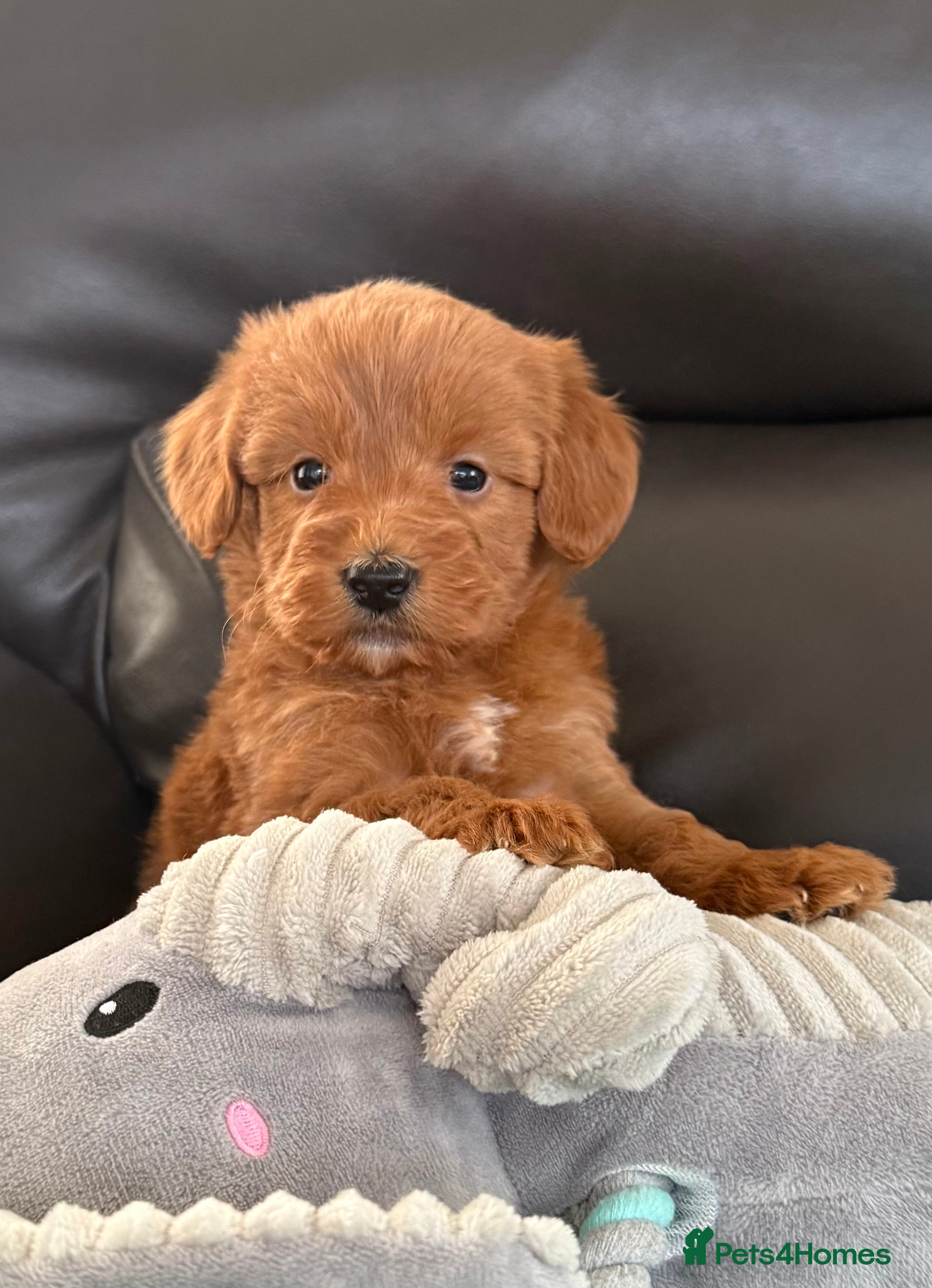 Cockapoo dogs 🤩F1 Toy adorable cockapoo last boy 🥰 - Advert 18