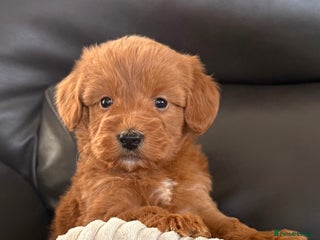 Cockapoo dogs 🤩F1 Toy adorable cockapoo last boy 🥰 - Advert 1