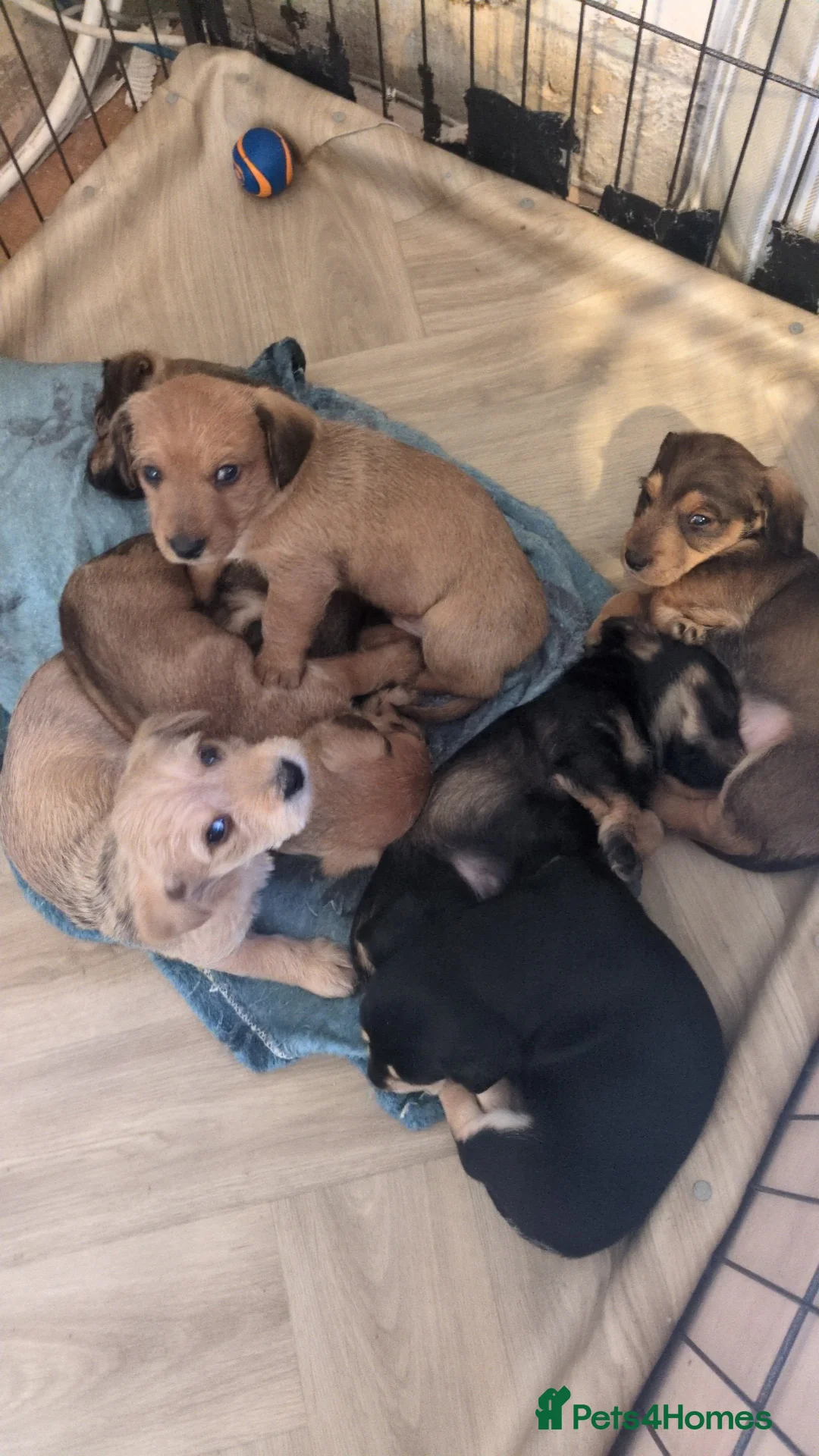 Dachshund dogs for sale: Wire Haired dachunds - Advert 9