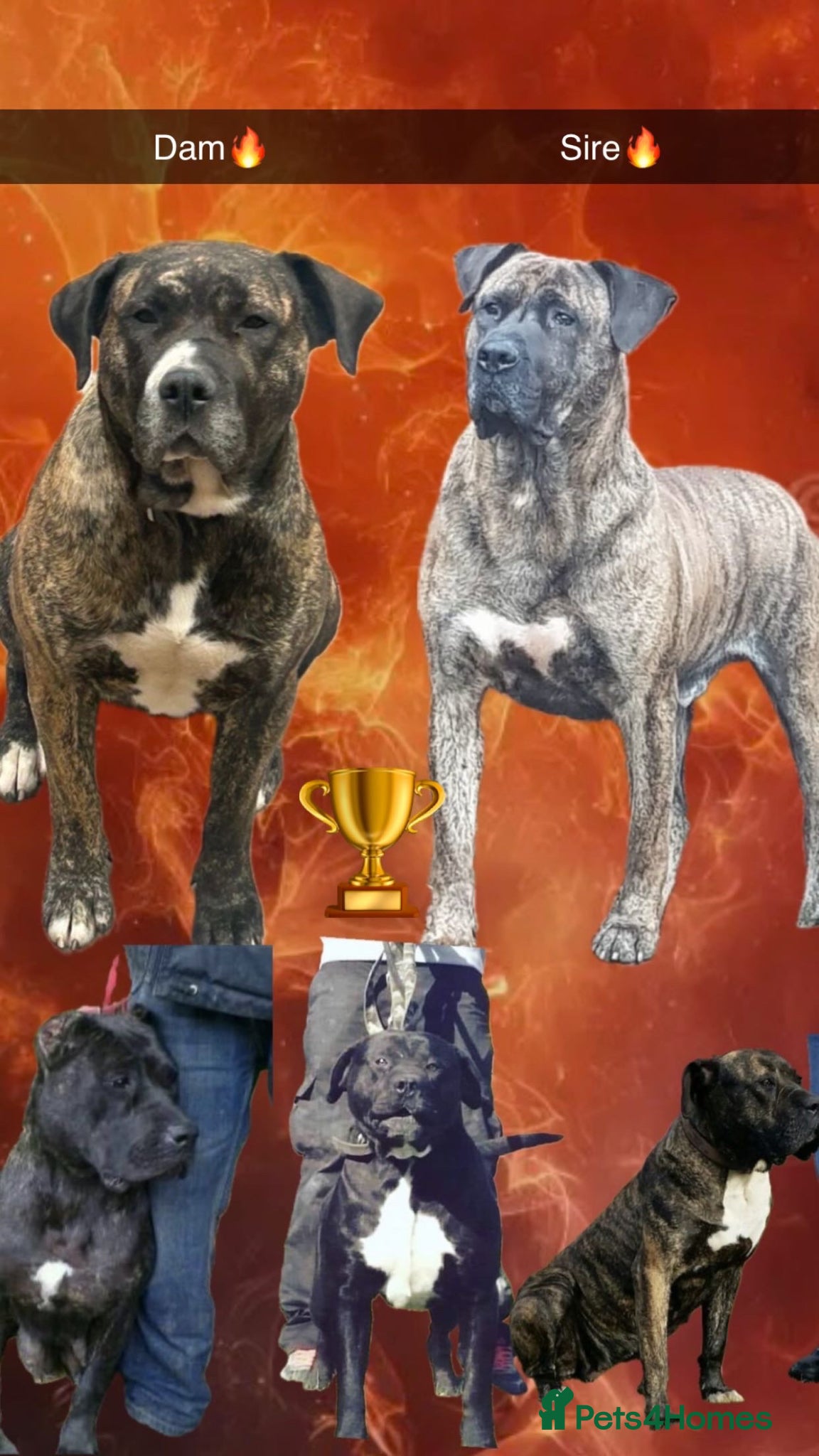 Presa Canario dogs  Quality🏆 Champion Blood presa Canario pups!! - Advert 3