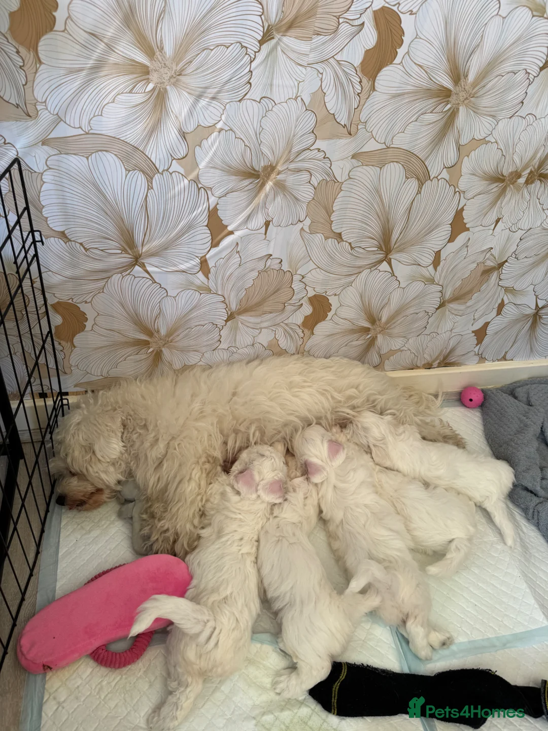 Maltipoo dogs for sale: 1 beautiful fluffy boy  - Advert 2