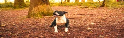 Staffordshire Bull Terrier dogs for sale: Charlie  - Advert 3