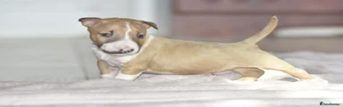 Miniature Bull terrier 1