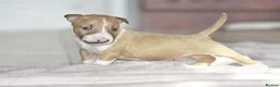 Miniature Bull terrier dogs for sale: Excellent miniature english bull terrier puppies  - Advert 6