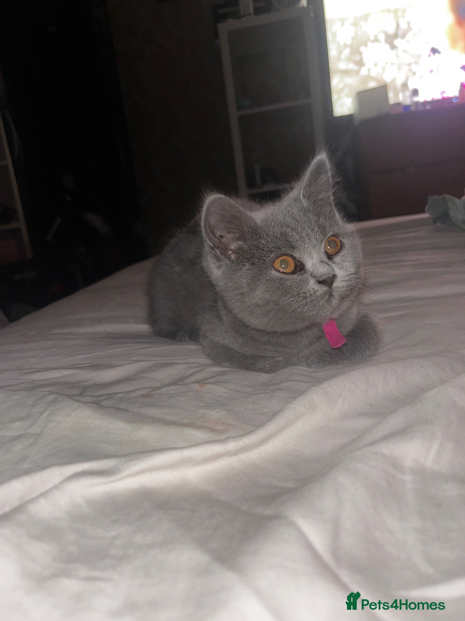 British Shorthair cats 2 GCCF lovely little kittens looking for home - Advert 1