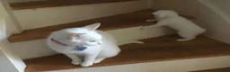Domestic Shorthair cats for sale: Beautiful odd eyed pure white kitten - Advert 4