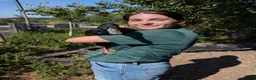 Ducks poultry for sale: Mixed breed ducks available  in Witney - Advert 3