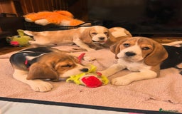 Beagle dogs for sale: Adorable Beagle Puppies for Sale! - Image 2
