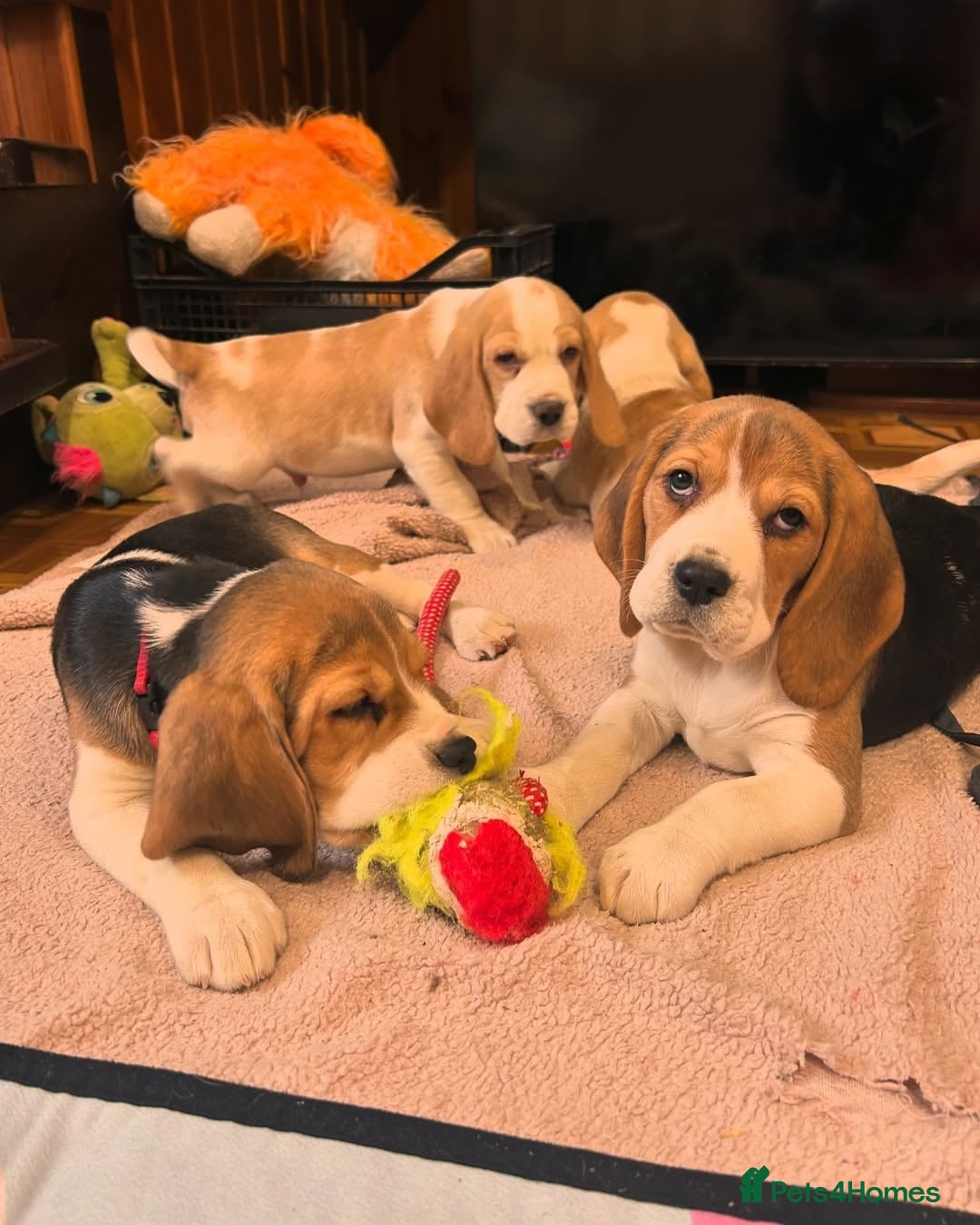 Beagle dogs for sale: Adorable Beagle Puppies for Sale! - Image 2
