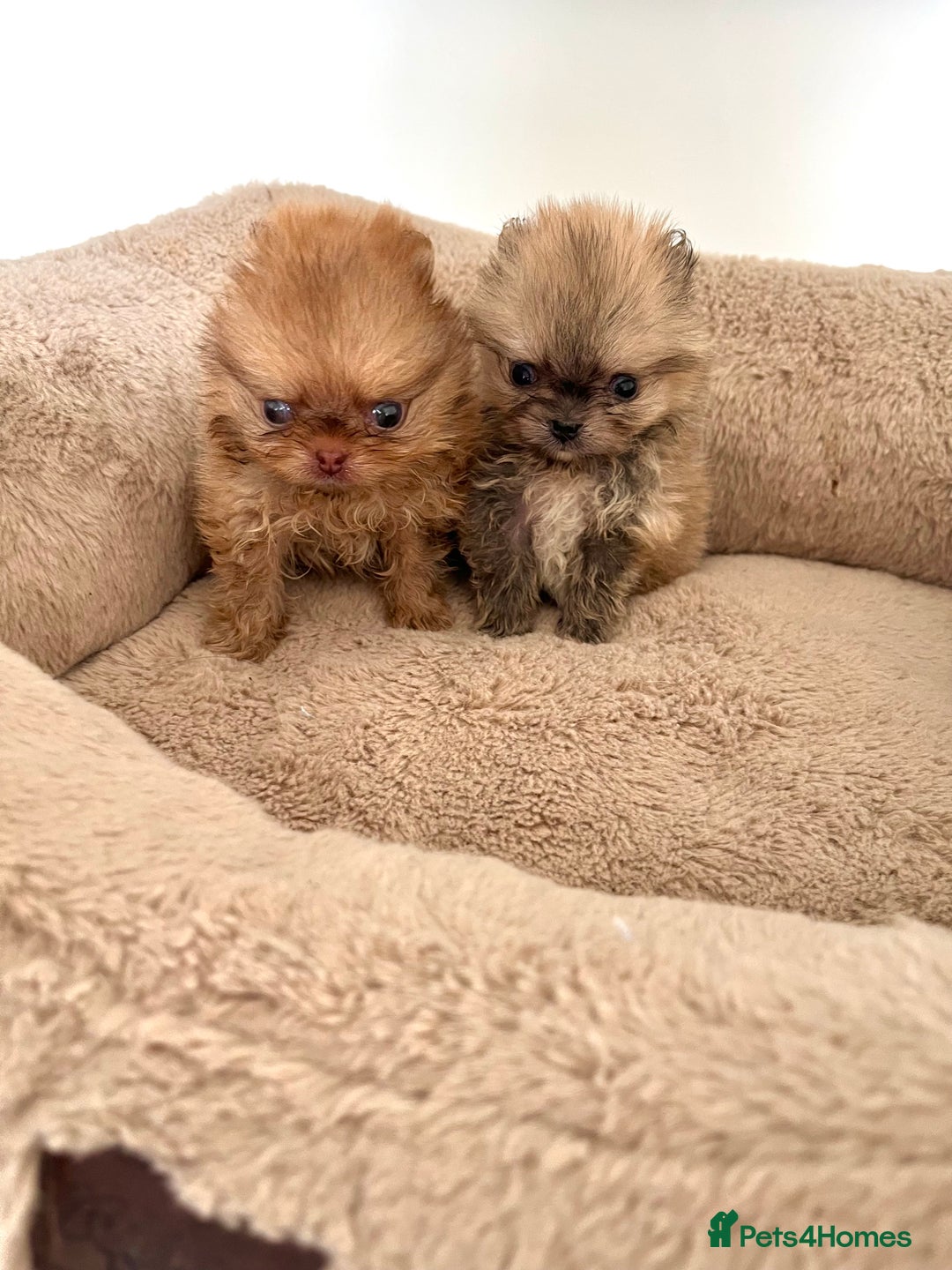 Pomeranian dogs for sale: Extremely Small🐻High Quality🏆Rare Beauty 🔥 - Advert 11