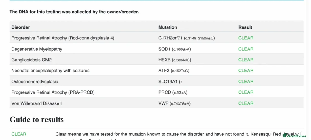 Toy Poodle dogs for stud: Stunning kc reg health tested Toy poodle stud  in Cleckheaton - Advert 4