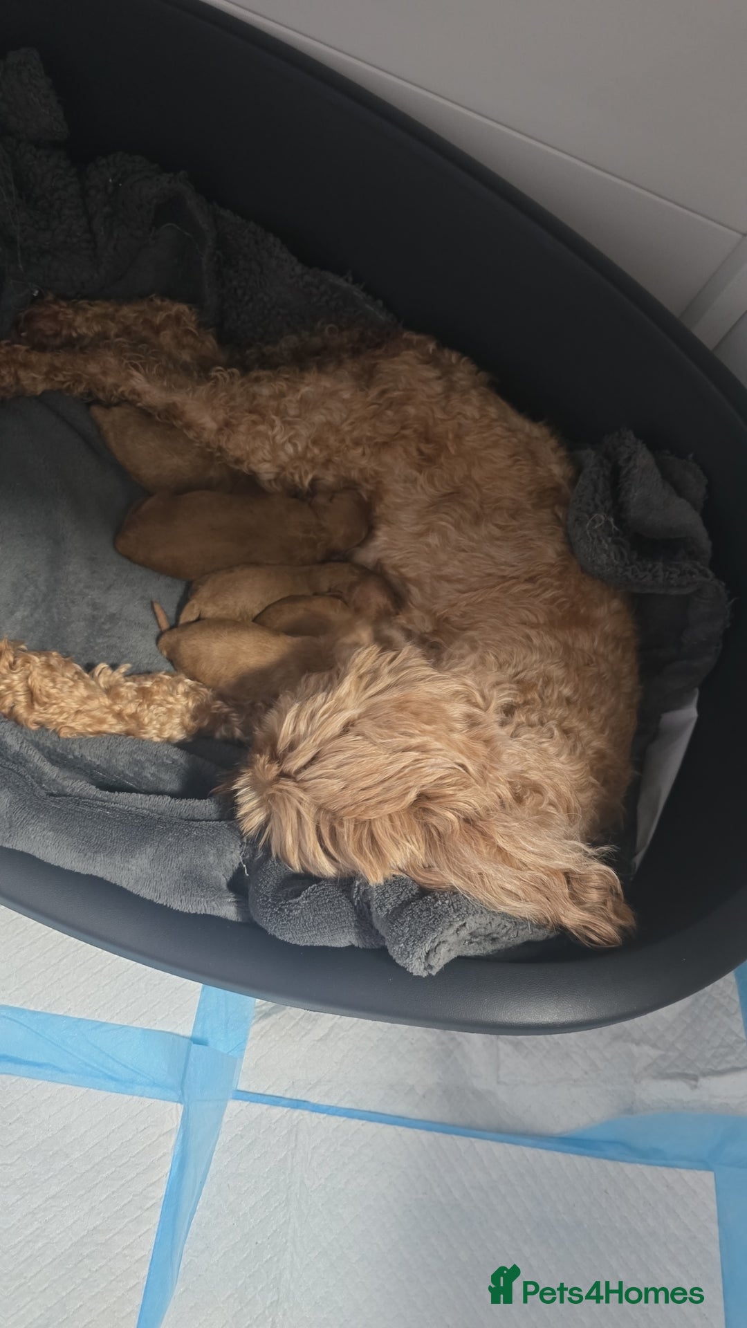 Cavapoo dogs for sale: Red F2B Cavapoo  - Image 2