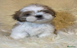 Shih Tzu dogs for sale: Five Adorable Puppies Looking for Loving Families - Image 14