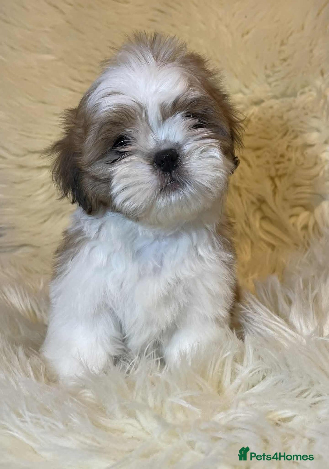Shih Tzu dogs for sale: Five Adorable Puppies Looking for Loving Families - Image 14