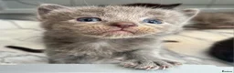Ragdoll cats for sale: 1 Already reserved Fluffy Ragdoll Cross Kittens  - Advert 19