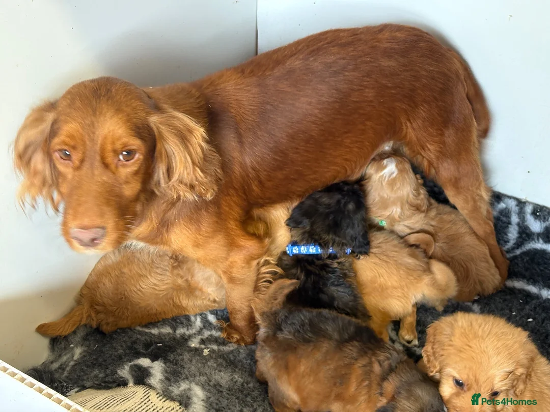 Cockapoo dogs for sale: Health tested F1 cockapoo puppies 🐶  - Advert 20