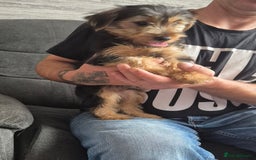 Yorkshire Terrier dogs for sale: ❤️ READY TO NEW HOME❤️Small Yorkshire Terrier Boy - Image 5