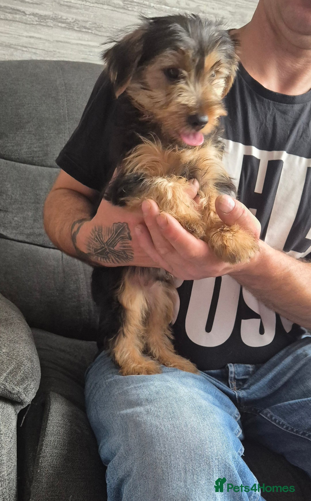 Yorkshire Terrier dogs for sale: ❤️ READY TO NEW HOME❤️Small Yorkshire Terrier Boy - Image 5