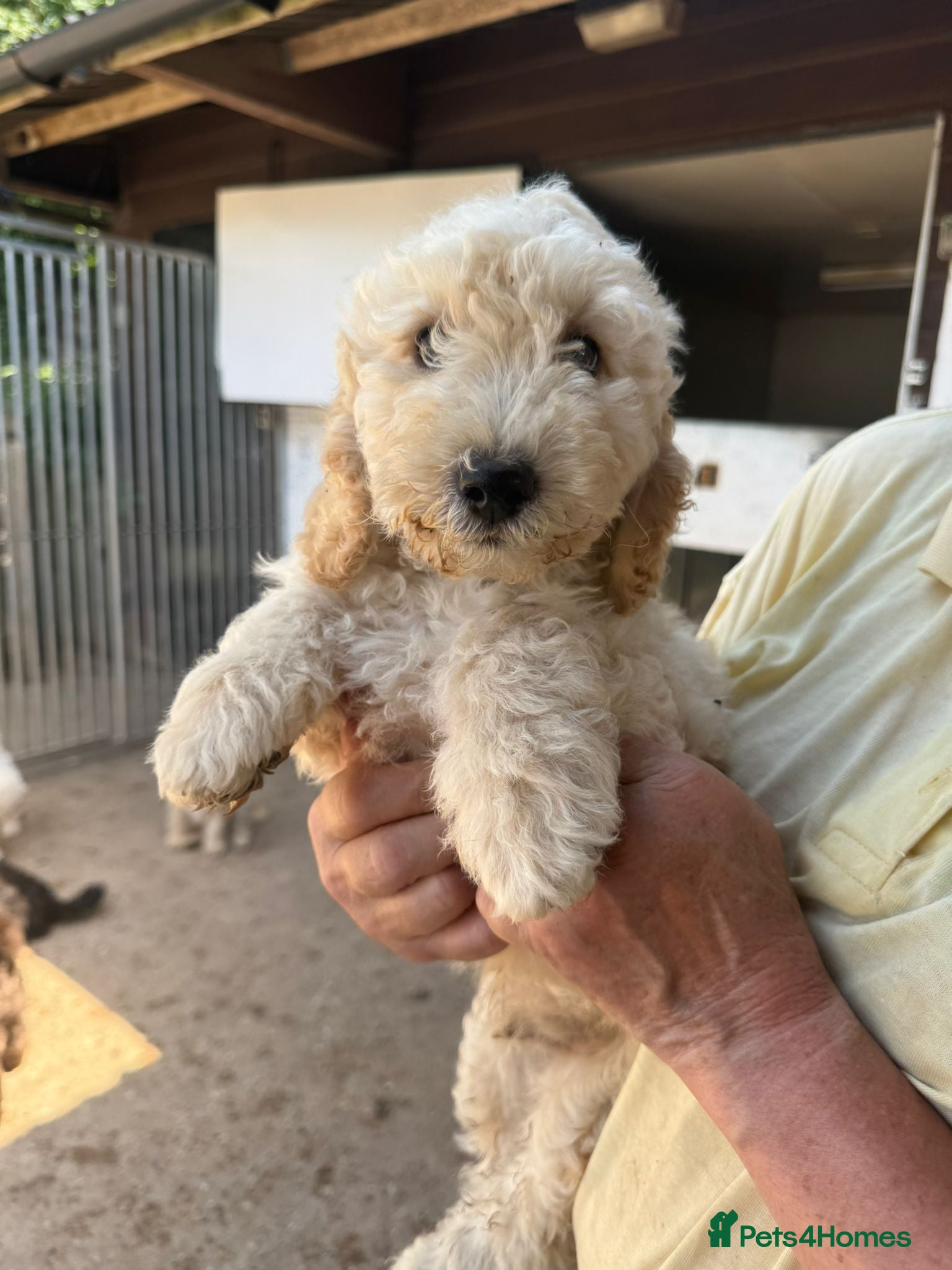 Poodle dogs Stunning Smaller Moyen Poodle puppies available - Advert 1