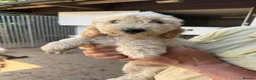 Poodle dogs for sale: Stunning Smaller Moyen Poodle puppies available - Advert 1