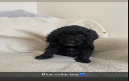 Cockapoo dogs for sale: 5 gorgeous cockapoo pups for sale  - Image 12