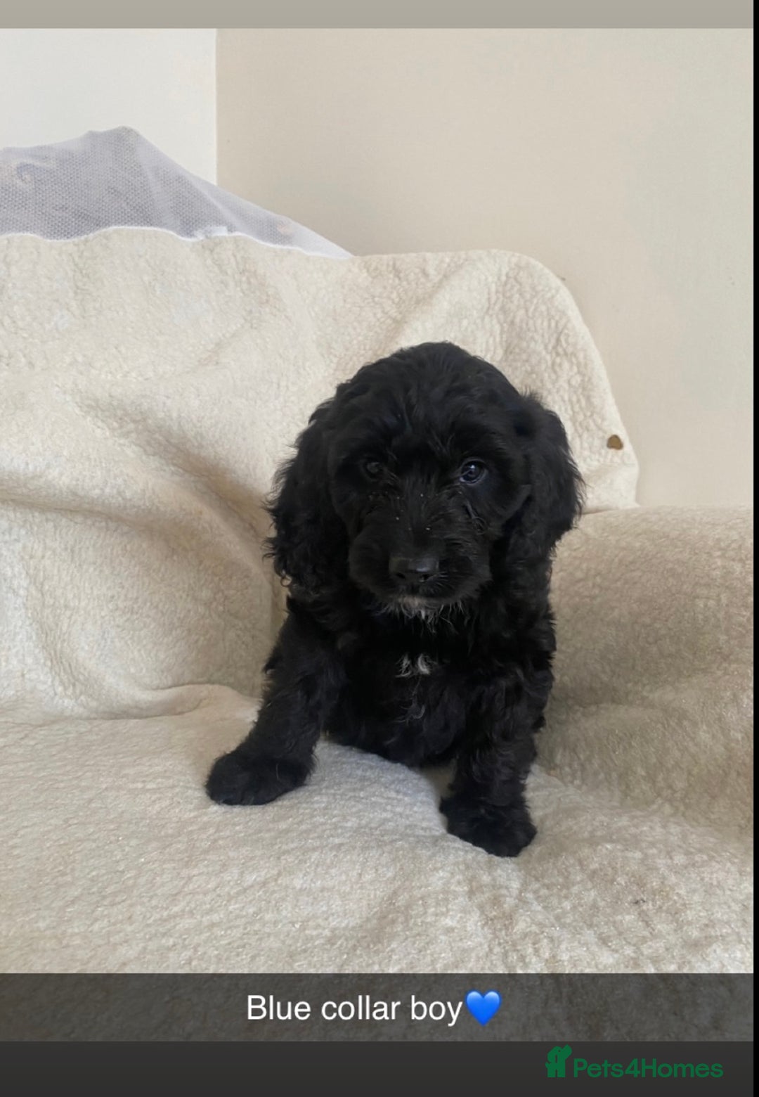 Cockapoo dogs for sale: 5 gorgeous cockapoo pups for sale  - Image 12