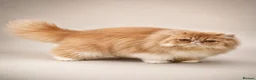 Persian cats for sale: Pure breed Persian  - Advert 12