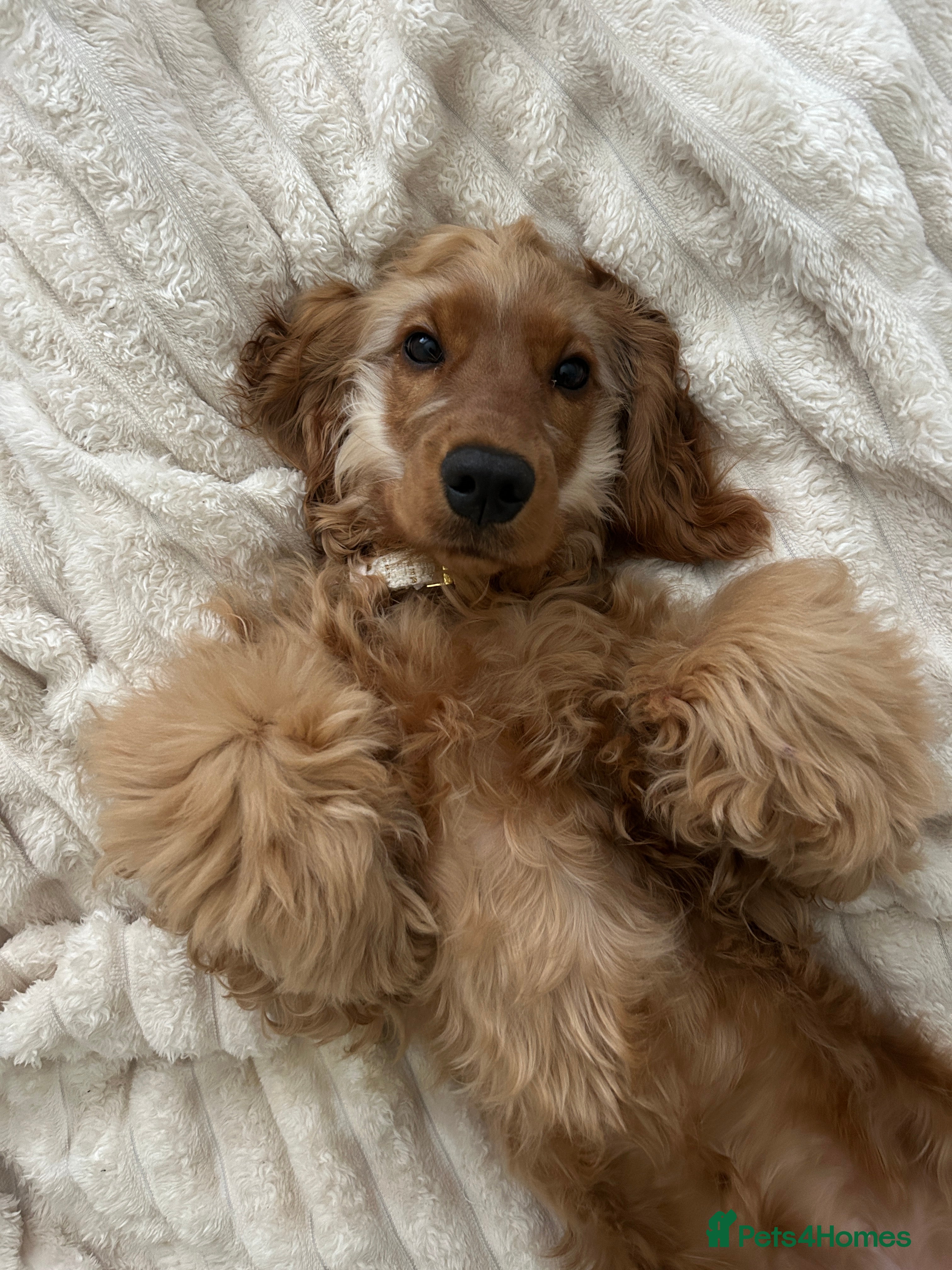 Cocker Spaniel dogs 🩷 6 Month Show Type Cocker Spaniel 🩷 - Advert 1