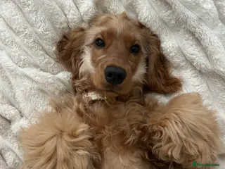 Cocker Spaniel dogs 🩷 6 Month Show Type Cocker Spaniel 🩷 - Advert 1