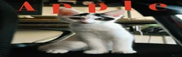 British Longhair cats for sale: We are a bonded pair looking for our forever home! - Advert 2