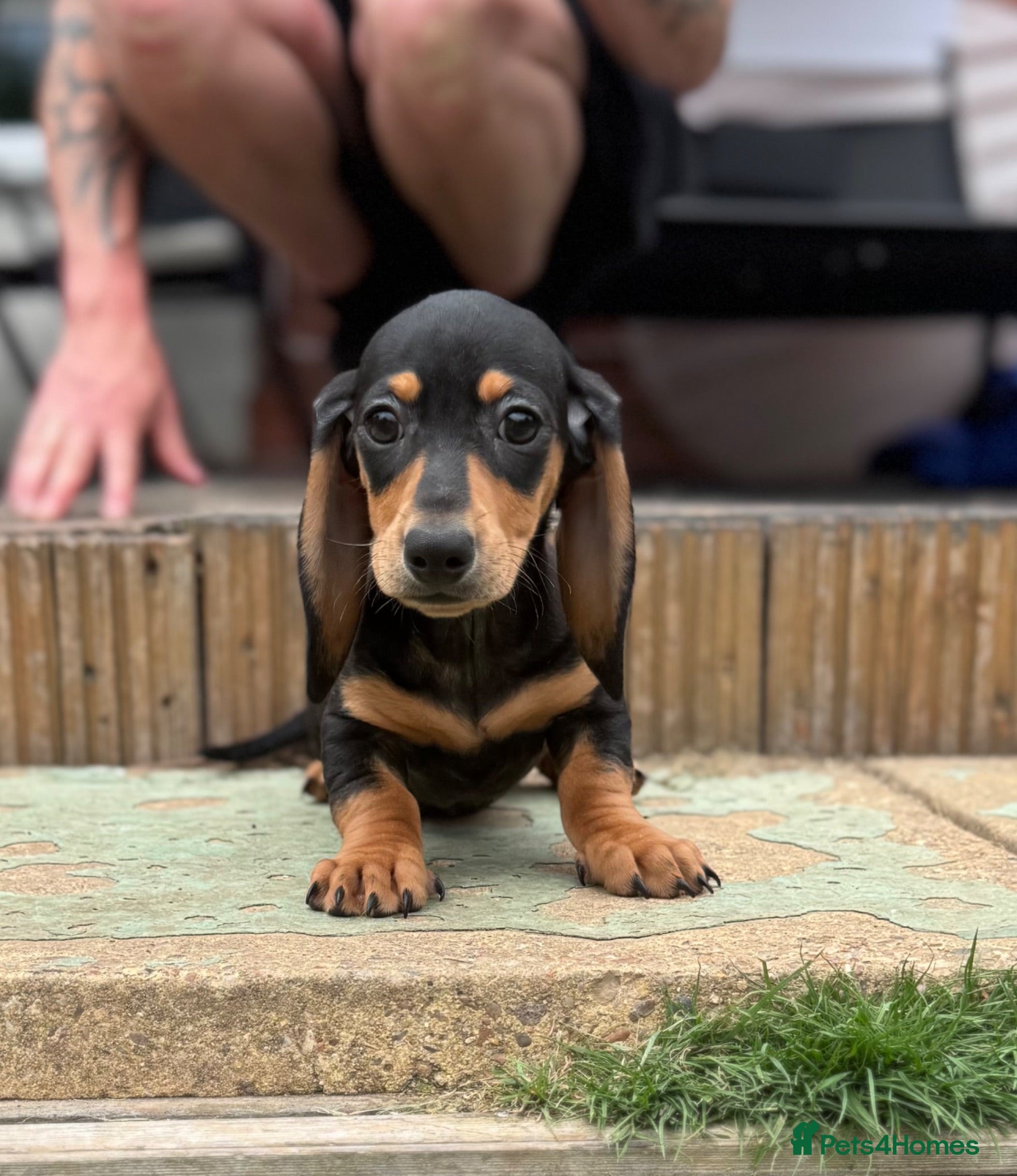 Miniature Dachshund dogs Adorable mini smoothe dachshund puppies - Advert 13