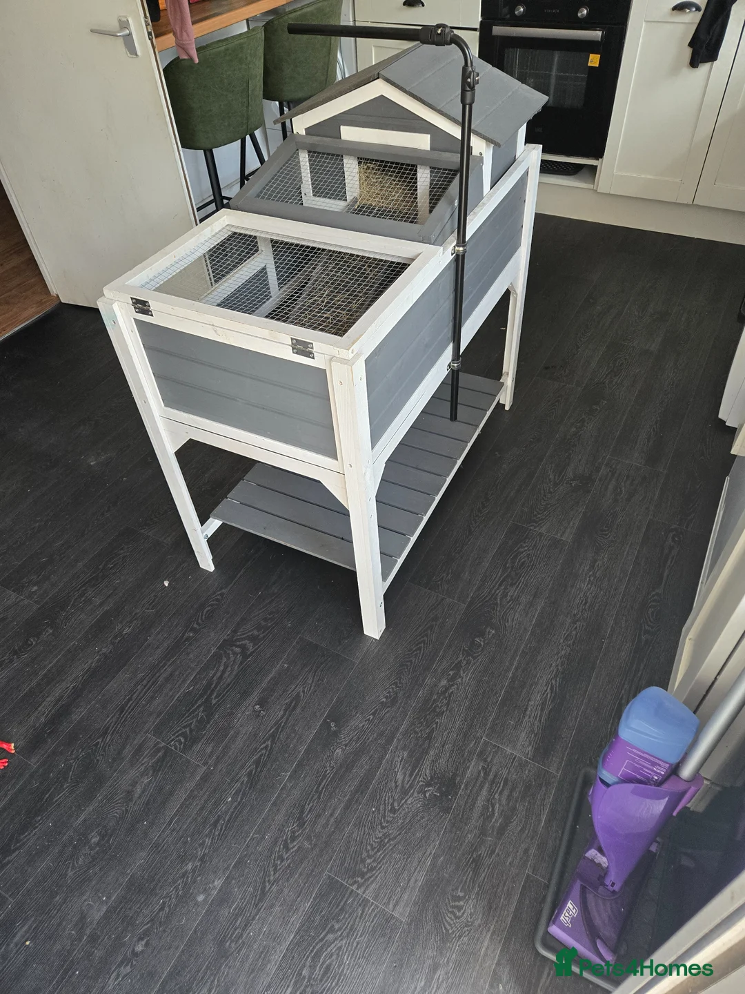 Tortoise reptiles for sale: Sulcata  in Southampton - Advert 2