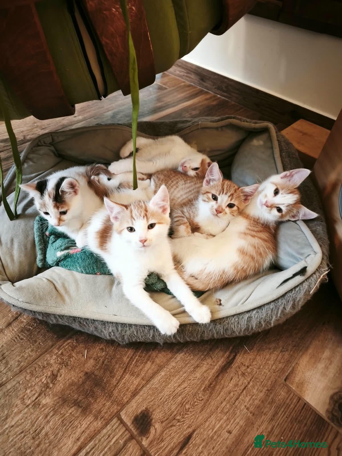 Mixed Breed cats Ginger-and-white boys and one Clico girl - Advert 2