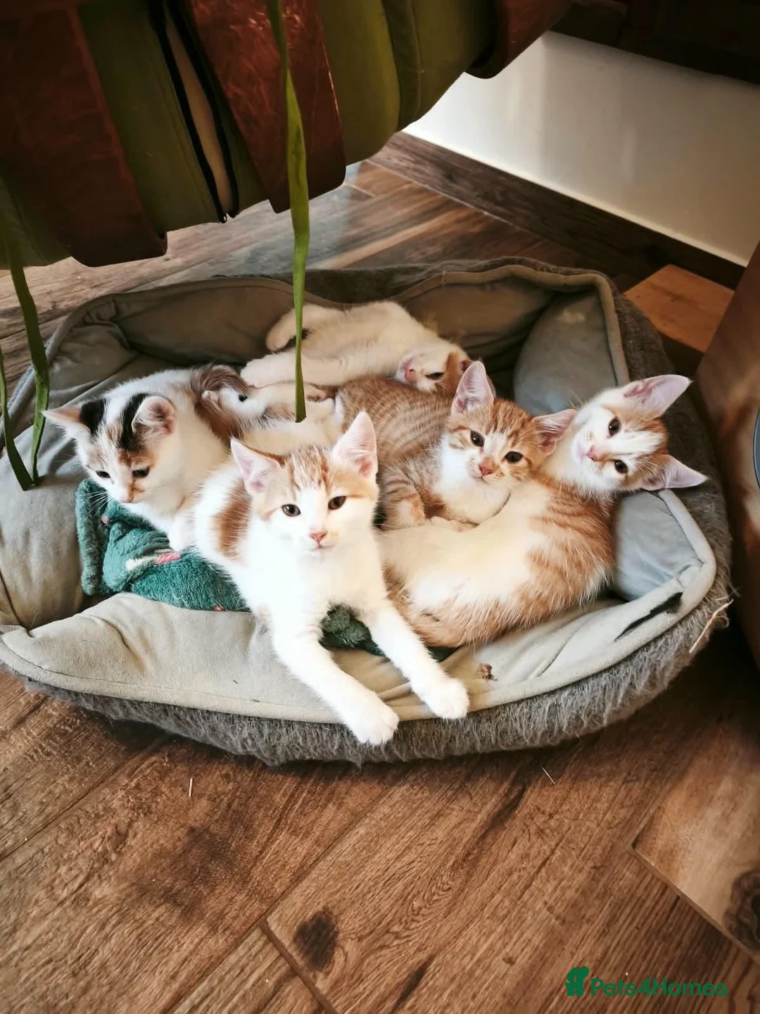 Mixed Breed cats for sale: Ginger-and-white boys and one Clico girl - Advert 1