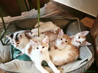 Mixed Breed cats Ginger-and-white boys and one Clico girl - Advert 5