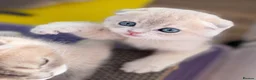 Scottish Fold cats for sale: Exceptional Blue Golden Scottish Fold & Straight🐱 - Advert 5