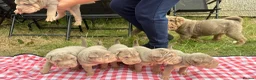 Shar Pei dogs for sale: KC REGISTERED RARE LILAC TAN SHAR-PEI - Advert 33