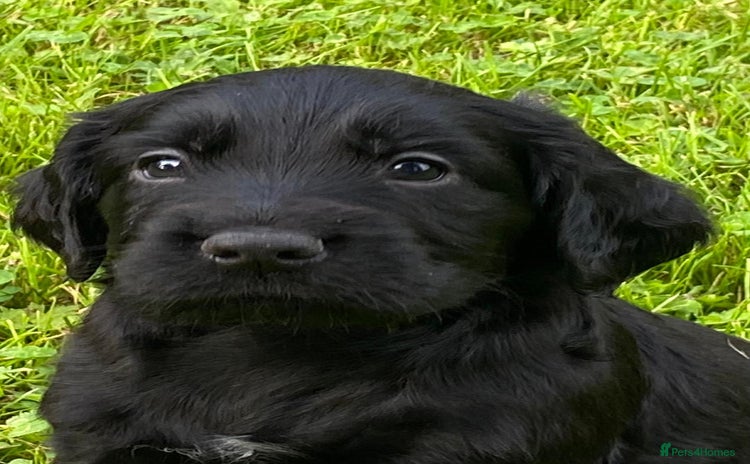 Cocker Spaniel dogs - Advert 4