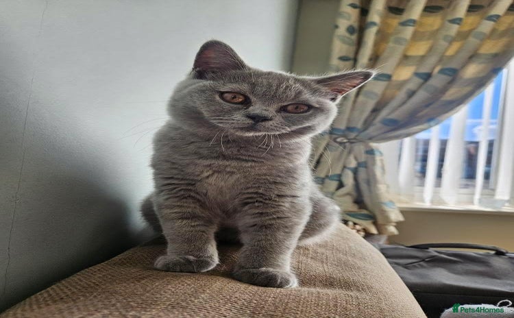 British Shorthair cats - Advert 14