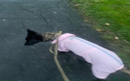 Belgian Shepherd Dog dogs for sale: Arabella - Image 8