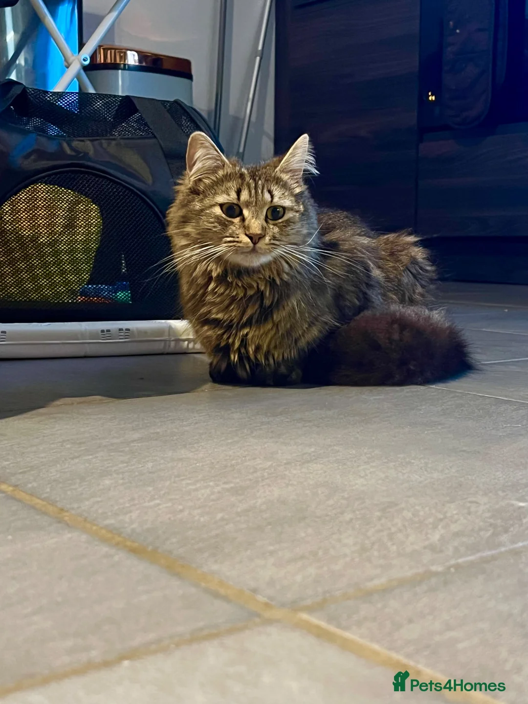 Mixed Breed cats for sale: Gorgeous half Siberian kittens - Advert 2