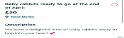 Dutch rabbits for sale: Baby Rabbits in Liverpool - Advert 7