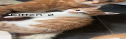 Mixed Breed cats for sale: Kittens looking for their forever homes in Dunfermline - Advert 2