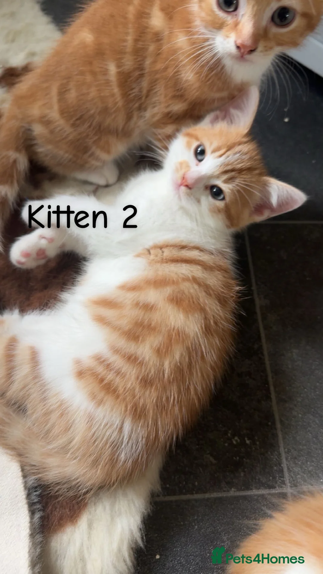Mixed Breed cats for sale: Kittens looking for their forever homes in Dunfermline - Advert 2