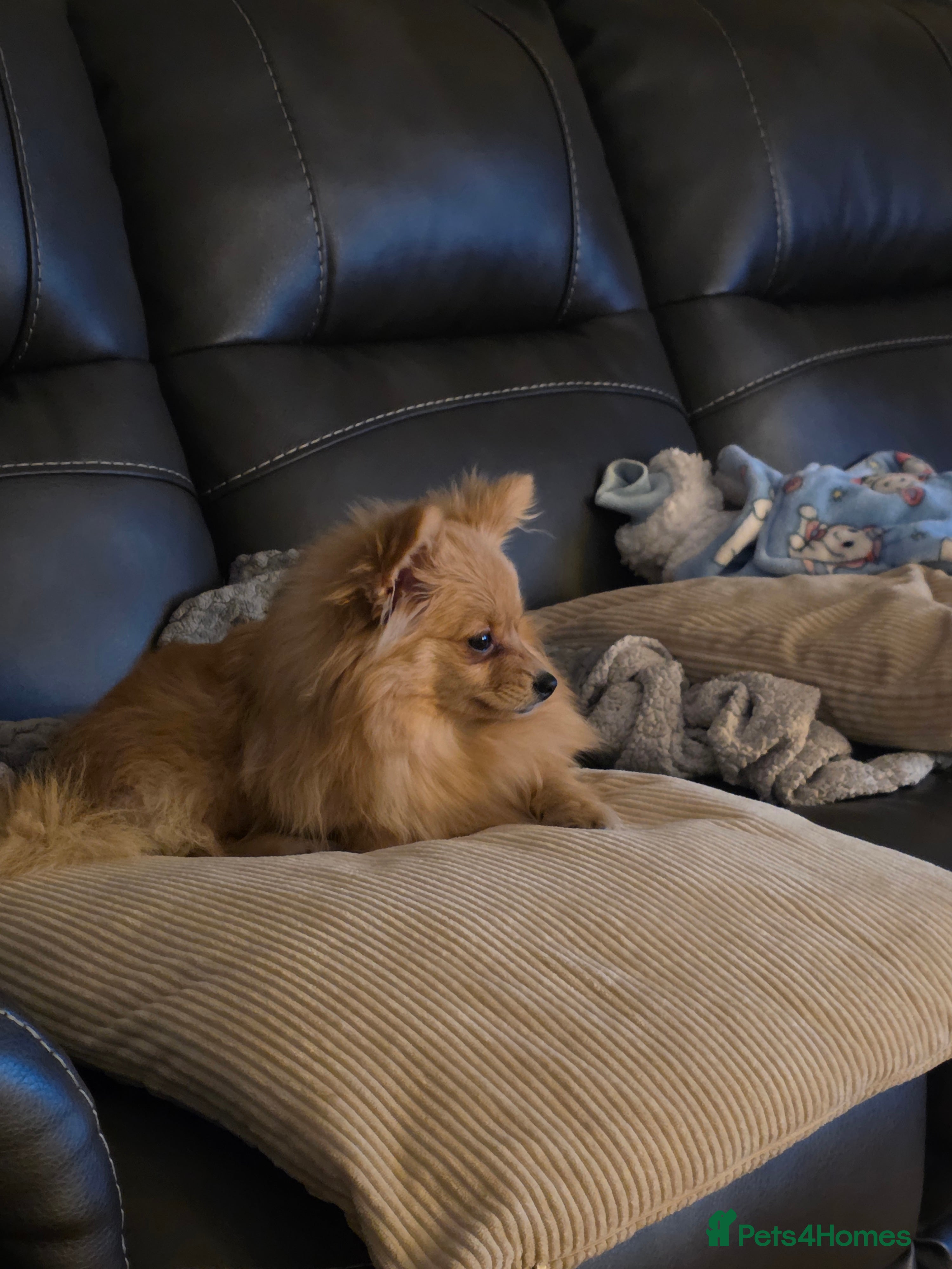 Pomchi dogs Pomchi  - Advert 7