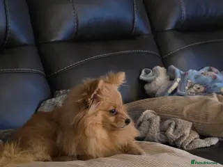 Pomchi dogs Pomchi - Advert 7