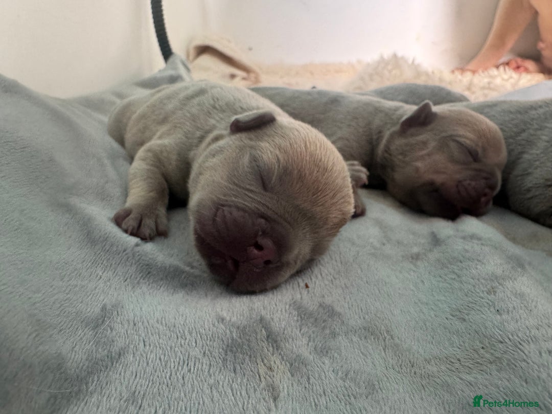French Bulldog dogs for sale:  KC Registered French Bulldog Puppies - Advert 17