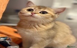 British Longhair cats for sale: ✨ Three adorable British Short/longhair kittens  - Image 27